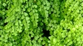 Adiantum venustum detail #B.jpg