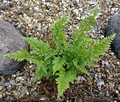 Asplenium adiantum nigrum #B.jpg