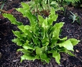 Asplenium scolopendrium #B.jpg