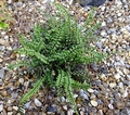 Asplenium trichomanes #B.jpg