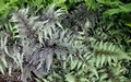 Athyrium niponicum var pictum #A.jpg