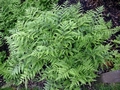 Athyrium vidallii #B.jpg