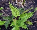 Blechnum cordatum #B2.jpg