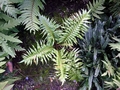 Blechnum magellanicum #E.jpg