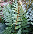 Blechnum wattsii fertile frond #E.jpg