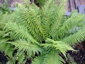 Dryopteris cycadina #B.jpg