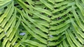 Dryopteris cycadina detail #B.jpg