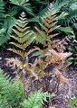Dryopteris erythrosora #A.jpg