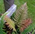 Dryopteris lepidopoda #B.jpg