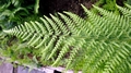 Dryopteris palida detail #A.jpg