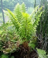 Dryopteris remota #D.jpg