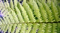 Dryopteris remota detail #A.jpg