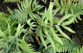 Dryopteris sieboldii #B.jpg