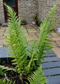 Dryopteris tokyoensis #B.jpg