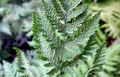 Gymnocarpium dryopteris #E.jpg