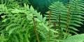 Osmunda cinnamonea detail #C.jpg