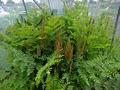 Osmunda regalis #A.jpg