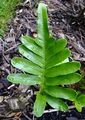 Polypodium scouleri #B.jpg