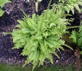 Polystichum acrostichoides #B.jpg