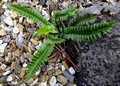Polystichum lonchitis #B.jpg