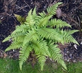 Polystichum makinoi #B.jpg