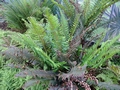 Polystichum munitum #A.jpg