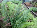 Polystichum munitum #D.jpg
