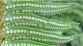 Polystichum munitum sporangia #D.jpg
