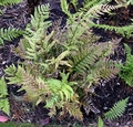 Polystichum rigens #B.jpg