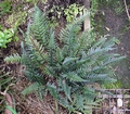 Polystichum tsus-simens #A.jpg