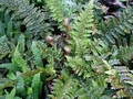 Polystichum vestitum #A.jpg