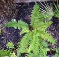 Polystichum x bicknellii #B.jpg