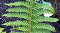 Polystichum x bicknellii detail #B.jpg