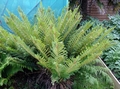 Polystichum x dyceii #A.jpg