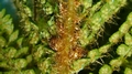 Polystichum x dyceii detail #A.jpg