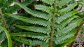 Polystichum x maderense detail #B.jpg