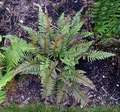 Polystichum xiphophyllum #B.jpg
