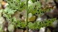 Woodsia obtusa sporangia #D.jpg