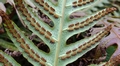 Woodwardia unigemmata sporangia #D.jpg