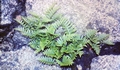 #01 Polypodium cambricum.jpg
