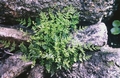 #32 cheilanthes pteridoides.jpg