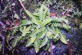 #39 Asplenium ceterach.jpg