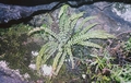 #43 Asplenium trichomanes.jpg