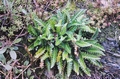 #49 Asplenium ceterach.jpg