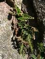 Asplenium ceterach 01.jpg
