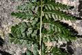 Asplenium obovatum subsp lanceolatum 01.jpg