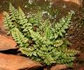 Asplenium obovatum subsp lanceolatum 03.jpg