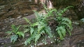 Asplenium onopteris #067.jpg