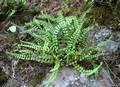 Asplenium trichomanes 03.jpg