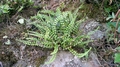Asplenium trichomanes #101.jpg